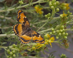 Chlosyne californica