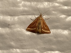 Microtheoris ophionalis