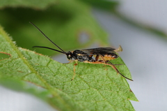 Campopleginae