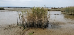 Bolboschoenus maritimus