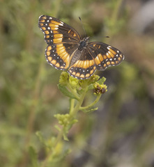 Chlosyne californica