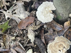 Microporellus obovatus