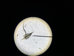 Ptychostomum pseudotriquetrum