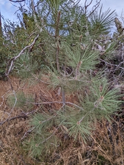 Pinus jeffreyi