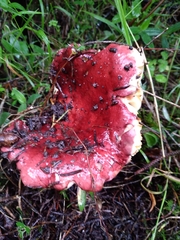 Russula rhodocephala