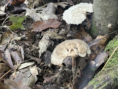 Microporellus obovatus