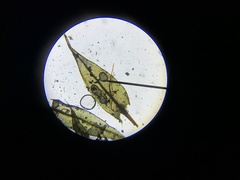 Ptychostomum pseudotriquetrum