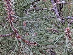 Pinus jeffreyi