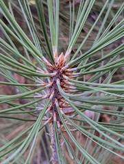 Pinus jeffreyi