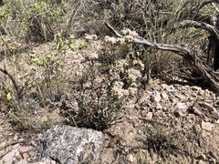 Eriogonum microtheca