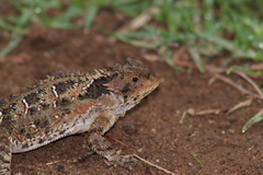 Phrynosoma orbiculare