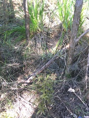 Phyllocladus trichomanoides