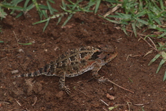 Phrynosoma orbiculare