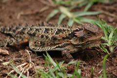 Phrynosoma orbiculare