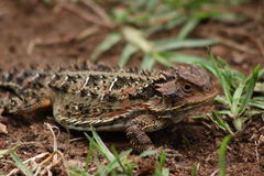Phrynosoma orbiculare