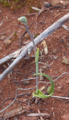 Thelymitra matthewsii