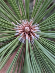 Pinus jeffreyi