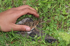 Phrynosoma orbiculare