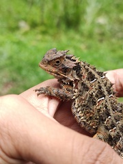 Phrynosoma orbiculare