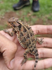 Phrynosoma orbiculare