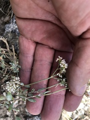 Eriogonum microtheca