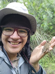 Phrynosoma orbiculare