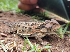 Phrynosoma orbiculare