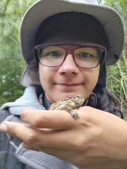 Phrynosoma orbiculare