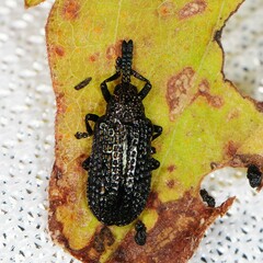 Microrhopala excavata