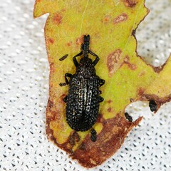 Microrhopala excavata