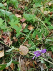 Geranium wlassovianum