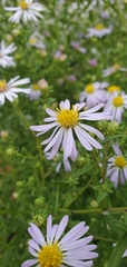 Symphyotrichum subspicatum