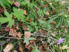 Geranium wlassovianum