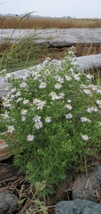 Symphyotrichum subspicatum