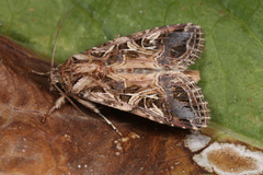 Spodoptera littoralis