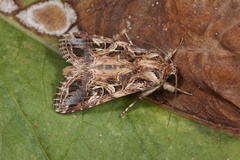Spodoptera littoralis