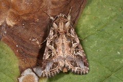 Spodoptera littoralis