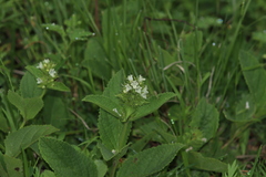 Lepechinia caulescens