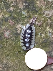 Porcellio expansus