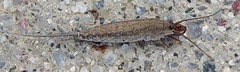 Archaeognatha