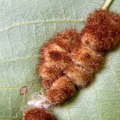 Caryomyia aggregata