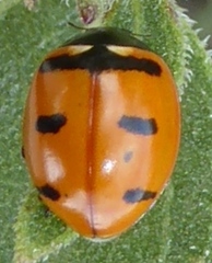Coccinella transversoguttata