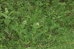 Lepechinia caulescens