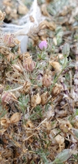 Spergularia rubra