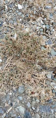 Spergularia rubra