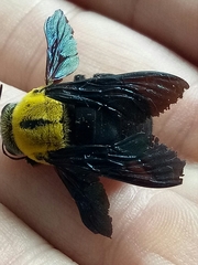 Xylocopa minor