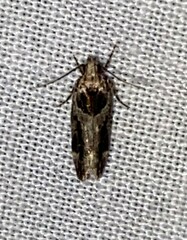 Pseudochelaria walsinghami