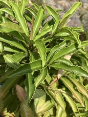 Hydrangea macrophylla normalis