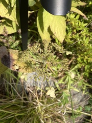 Hydrangea macrophylla normalis