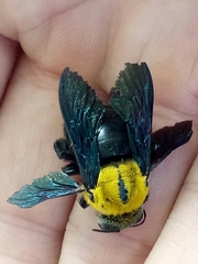 Xylocopa minor